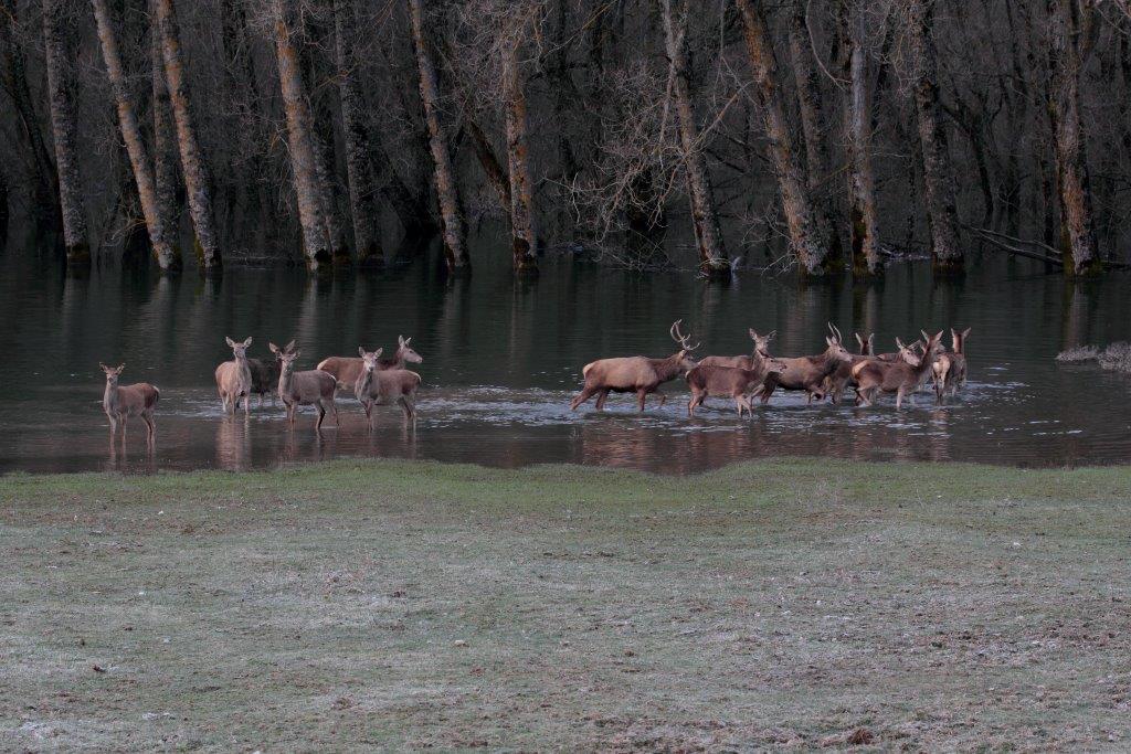 Branco di cervi si abbevera all''alba